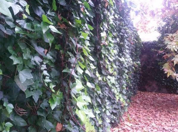 וייאדוליד Hostal Ramon Y Cajal מראה חיצוני תמונה